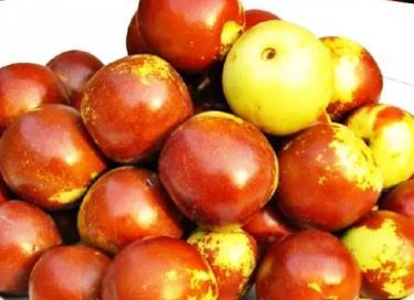 黃驊冬棗:滄州黃驊特產(chǎn)紅棗,國家地理標(biāo)志產(chǎn)品,黃驊產(chǎn)地寶-黃驊冬棗(4)