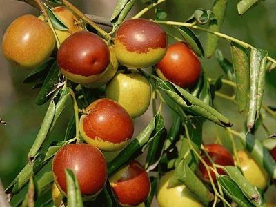 太給力了,青龍板栗入選河北十大林果品牌!親們,頂起!_社會(huì)_網(wǎng)