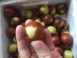 亞馬遜:商品評(píng)論: 秋里紅 黃驊鮮冬棗5斤 保鮮盒裝 黃驊孔店冬棗示范基地 現(xiàn)摘現(xiàn)發(fā)(當(dāng)天下單,通常第二天采摘、發(fā)貨)