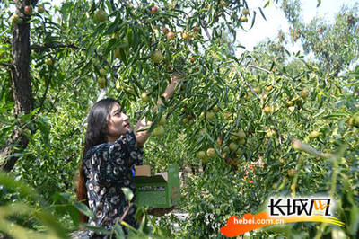 小長假有好去處 2017黃驊冬棗采摘旅游活動(dòng)啟動(dòng)