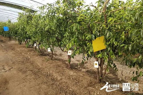 山西產(chǎn)業(yè)扶貧產(chǎn)品展播 臨猗冬棗