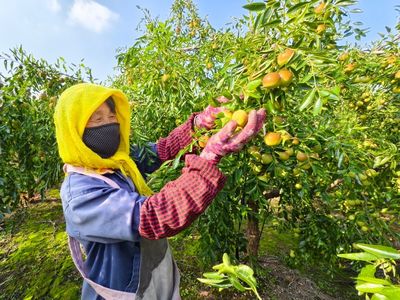 黃驊港海關(guān)助力黃驊冬棗開拓國際市場