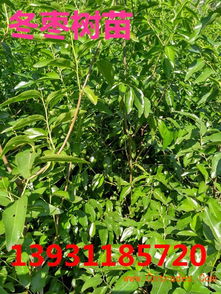 冬棗棗樹(shù)苗多少錢一棵