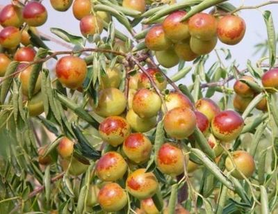 哪里的冬棗最好?山東沾化、河北黃驊、陜西大荔,還是山西、新疆江西或其他地方?