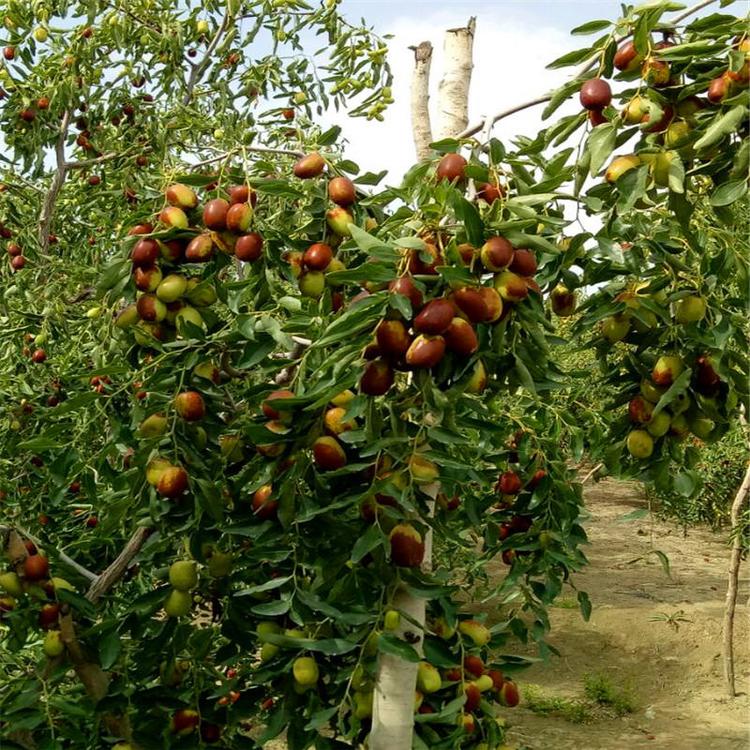 黃驊冬棗脆又甜，今秋又是豐收年