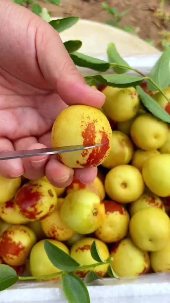 大荔與黃驊冬棗 產(chǎn)地直發(fā)，品質(zhì)鮮甜