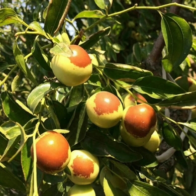黃驊冬棗 冬季碩果，香甜滿(mǎn)園