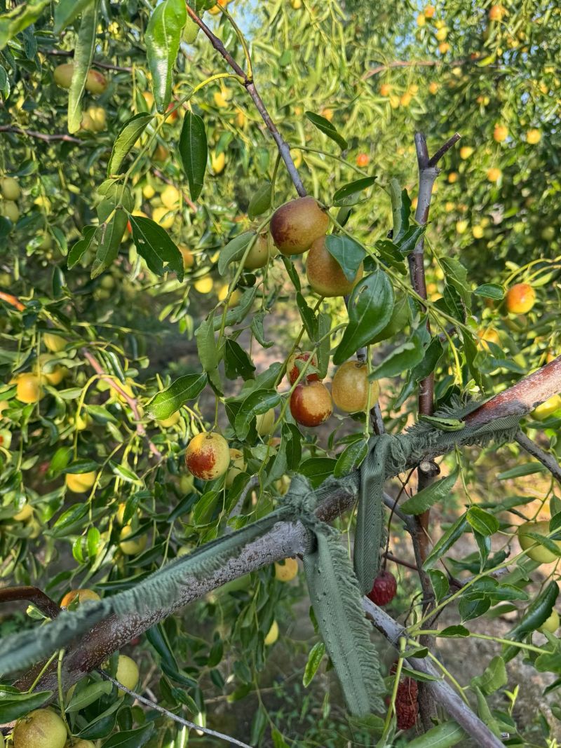 黃驊冬棗 河北滄州的“金疙瘩”，品質(zhì)與實(shí)惠的完美結(jié)合